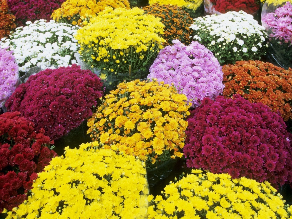  forms and colors and both annual and perennial types are available