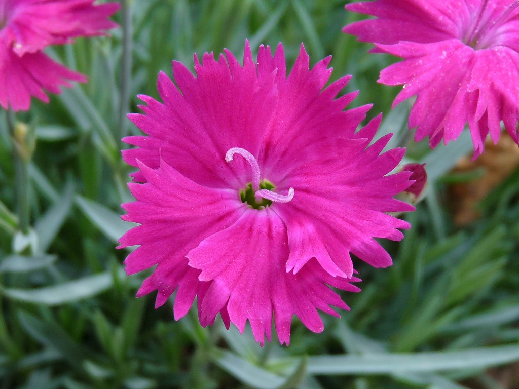 Dianthus